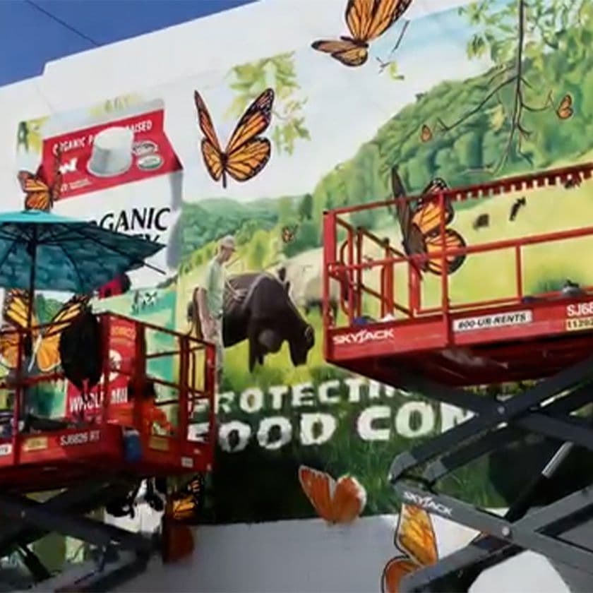 A mural being painted for Organic Valley